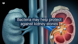 How Lactobacillus acidophilus might protect against kidney stones [upl. by Ellehcyt]