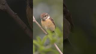 European Stonechat ♀  Schwarzkehlchen shorts [upl. by Egiedan]