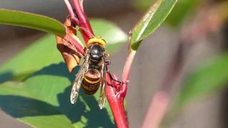 Hornets Licking Tree Sap of Photinia Hedge コガタスズメバチ♀がレッドロビン生垣の樹液を吸汁 [upl. by Mars]