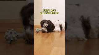 Lagotto Romagnolo Puppy 8 weeks old dog puppy funny pets animals funnydog animal [upl. by Oaks]