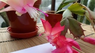 How to cross pollinate a Christmas Cactus  Schlumbergera  Orchid cactus [upl. by Elspeth]