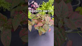 물구멍없어도 잘 크죠 하이포테스 Polka Dot Plant [upl. by Naivaj]