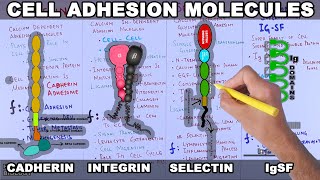 Cell Adhesion Molecules  Structure and Types [upl. by Melia]