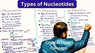 Types of nucleotides  Mononucleotides  Dinucleotides  Polynucleotide  AMP  ADP  ATP [upl. by Anidan]