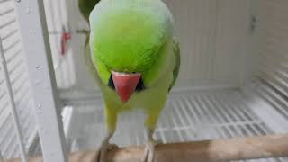 Indian Ringneck Parrot Speaking Malayalam [upl. by Oatis44]