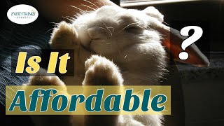 How Much Does a Pet Rabbit Cost Do They Make Good House Pets Does PetSmart Sell Bunnies [upl. by Schroeder]