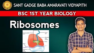 Bsc 1st year ribosome and its ultrastructure [upl. by Kaliski]