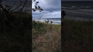 Strand  Wald  Neuendorf auf der Insel Hiddensee  13092024 beach nature travel forest art [upl. by Maxantia816]