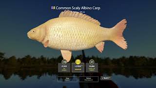 carp spot  albino  Amber Lake  Russian Fishing 4 carpfishing carp [upl. by Delsman]