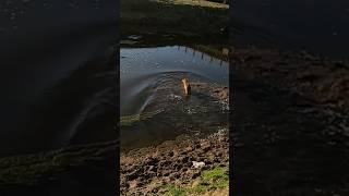 Me encuentro un Carpincho tomando sol en la orilla de un canal [upl. by Neila]