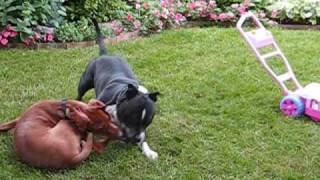 Vizsla vs Pitbull [upl. by Nyllewell887]