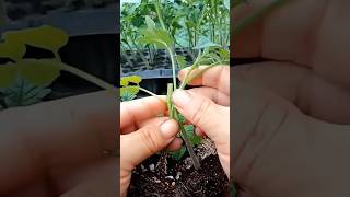 tomato grafting techniques relax farming tomatocutting relaxing [upl. by Eusassilem]