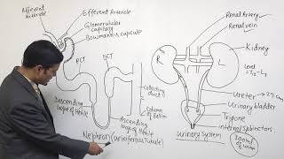 Class 12 Zoology EXCRETION PART 1 [upl. by Eiralav]