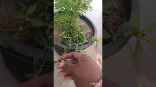 Bhringraj plant ke fayde trending plants trending viralvideos [upl. by Anatola]