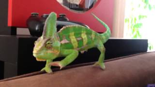 The routine of a Chameleon [upl. by Midge]