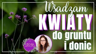 Sadzę KWIATY do gruntu i donic [upl. by Alodee]