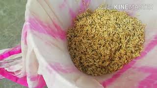 Trichoderma viride for rice seed [upl. by Isak]