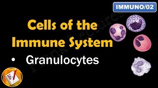 Cells of the Immune System PART I  GRANULOCYTES FLImmuno02 [upl. by Antin]