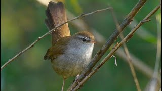 Canto di Usignolo di fiume  Song Cettis Warbler Cettia cetti [upl. by Fleisig241]