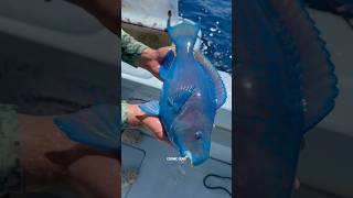 The rare Blue parrot Fish 😱😱 shorts shortvideo sciencefacts ytshorts facts [upl. by Yhtrod]