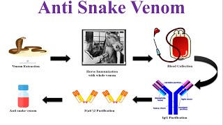 What is Anti Snake Venom Serum  Anti Snake Venom  Snake Bite Treatment  ASVS [upl. by Sone]