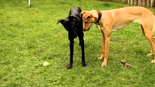 Playing Lurcher Dogs Canon 60D [upl. by Reinwald]