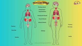 Endocrine System of human body I endocrine system parts endocrineglands endocrinehealth [upl. by Stelle]