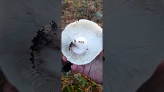 RUSSULA CHLOROİDESKAYIŞKIRAN MANTARIBOLU [upl. by Namso]