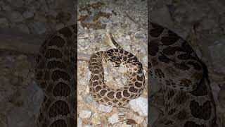 rattlesnake oklahoma creepycrawly massasauga Western Massasauga Rattlesnake in Oklahoma [upl. by Haibot]