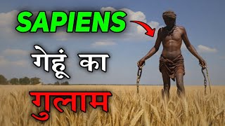 Agricultural Revolution ने sapiens का विकाश किया या विनाशsapiens a brief history of humankind part6 [upl. by Gneh]