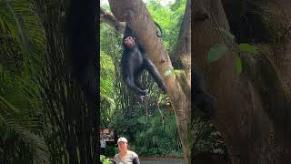 Heartwarming Moment Spider Monkey Receives Gifts from Visitors 🎁🕷️🐒 PrimateKingdom shorts [upl. by Fitzpatrick]