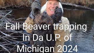 Fall Beaver trapping in da UP of Michigan 2024 [upl. by Benil]