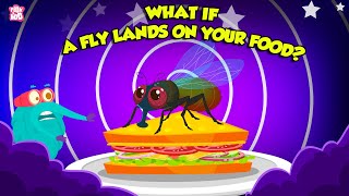 What Happens When A Fly Lands On Your Food  Unhygienic Food for Toddlers  The Dr Binocs Show [upl. by Htessil323]