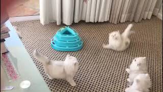 Persian Chinchilla kittens playing  Princess Bellas four exquisite babies [upl. by Acirahs]