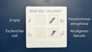 Demo Biochemical Tests  Oxidase Test [upl. by Anaeli910]