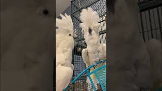 Dancing Umbrella Cockatoos 🤣 cockatoos bird cockatoolife [upl. by Nawak]