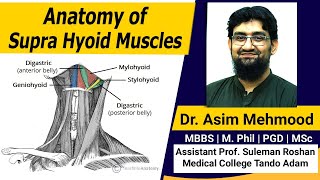 Supra Hyoid Muscles with Their Innervation  Hindi  Urdu [upl. by Manya]