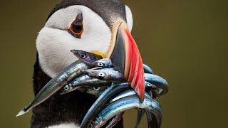 Birds Of Iceland Puffins These Are Pelagic Seabirds birds animals [upl. by Alduino896]