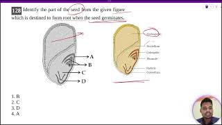 Identify the part of the seed from the given figure which is destined to form root when the seed [upl. by Larrisa]