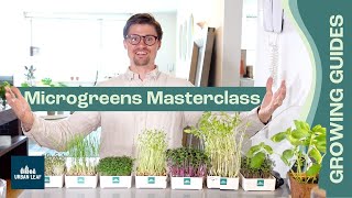 How To Grow Microgreens COMPLETE Guide Setup Soil vs Hydroponic and Without Soil plus Recipes [upl. by Arun]