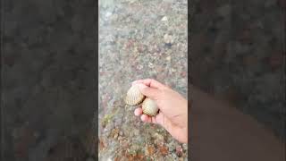 Finding seafood Scallop chantreastvnine shortvideo scallops [upl. by Clemens329]