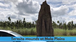 Tall termite mounds at Mala Plains Those mounds are huge [upl. by Huckaby]