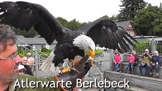 Birds of prey center Adlerwarte Berlebeck Germany [upl. by Adham]