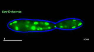 The endosome shuttle [upl. by Jt]