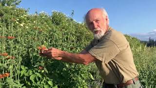 How to grow Wild Dagga Leonotis leonurus [upl. by Orual408]