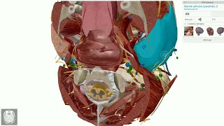 anatomie des glandes salivaires [upl. by Chrissie]