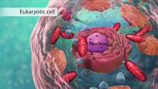 Biology Cell Structure I Nucleus Medical Media [upl. by Htebazileyram522]