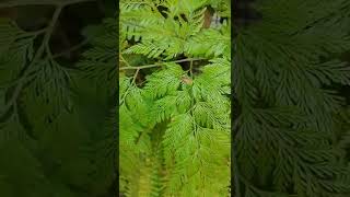 Davallia Fejeensis Rabbits Foot Fern shorts [upl. by Meedan]