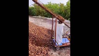 Walnuts bagging process Good tools and machinery make work easy [upl. by Emiatej]