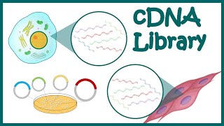 cDNA library  How cDNA library is constructed  What are DNA libraries used for [upl. by Iredale]